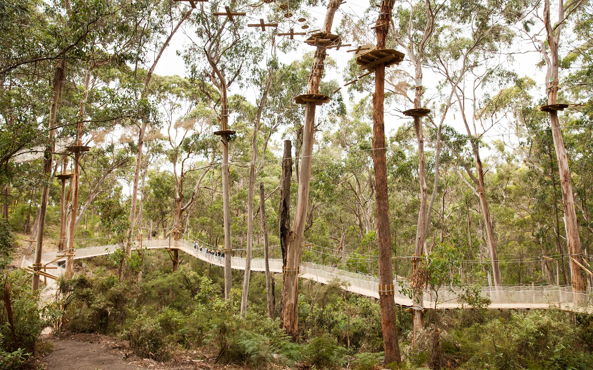 Canopy Circuit 1
