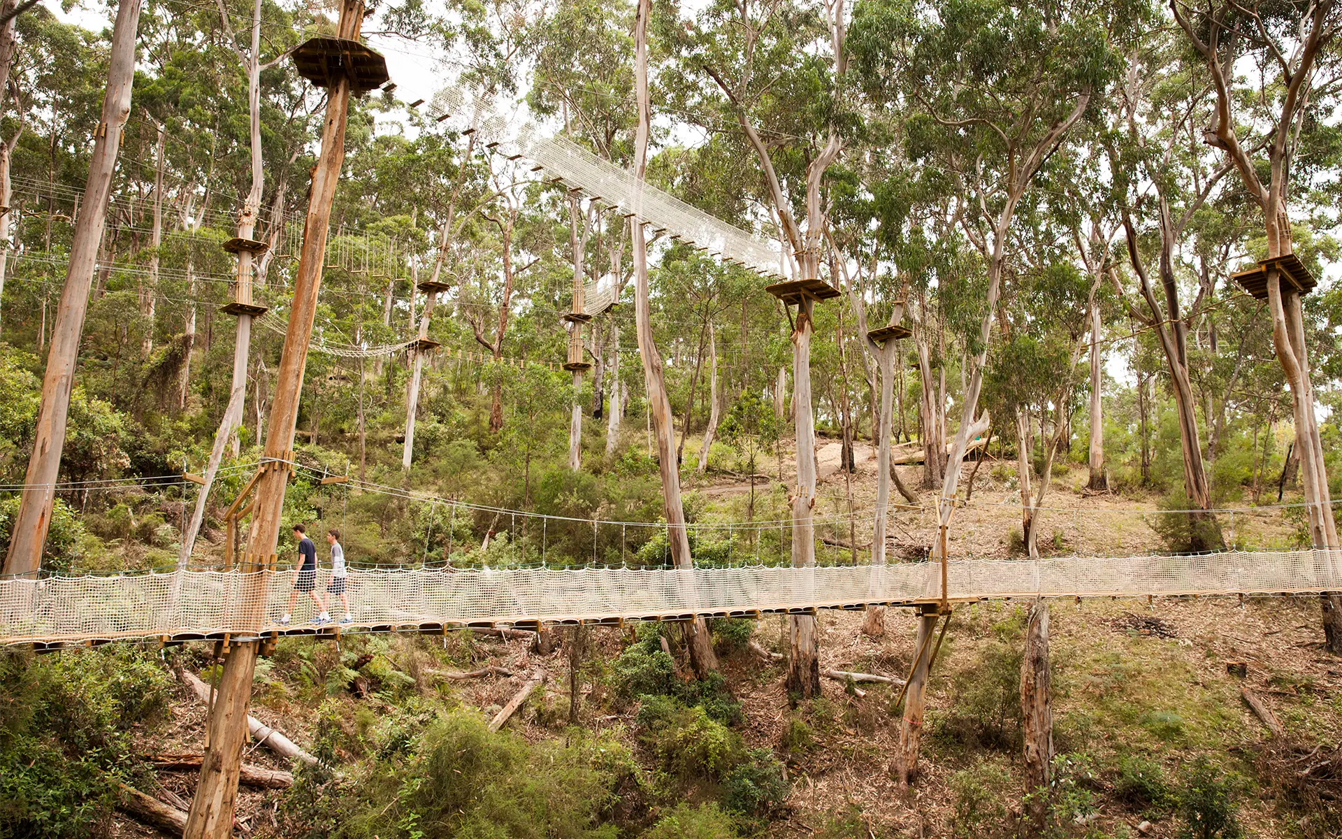 Canopy Circuit 3